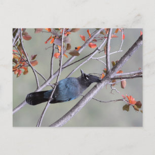 Carte postale Steller Jay