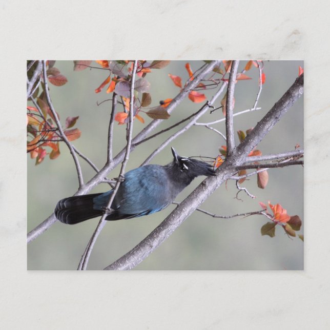 Carte postale Steller Jay (Devant)