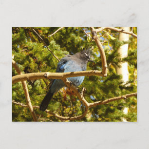 Carte Postale Steller's Jay au parc national Rocky Mountain