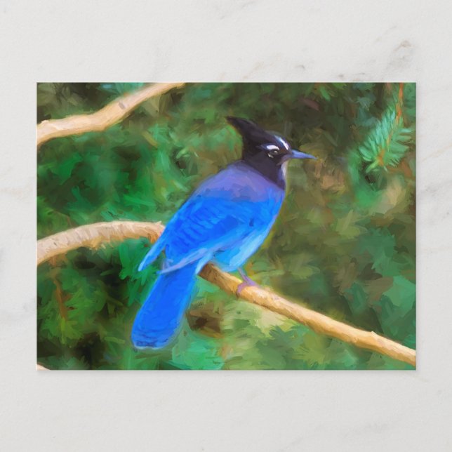 Carte Postale Steller's Jay Painting - Art original pour oiseaux (Devant)