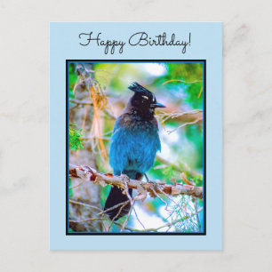Carte Postale Steller's Jay - Photographie originale