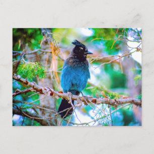 Carte Postale Steller's Jay - Photographie originale