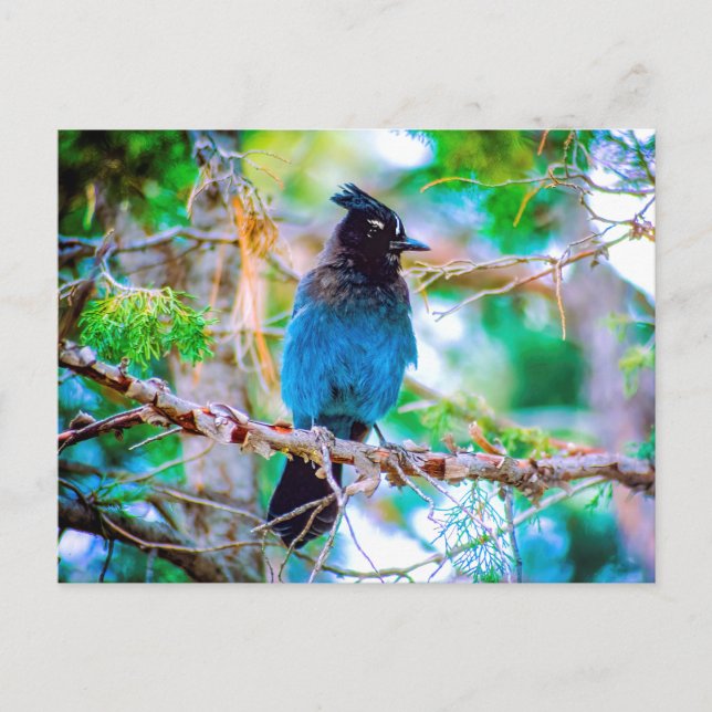 Carte Postale Steller's Jay - Photographie originale (Devant)