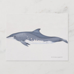 Carte Postale Steno