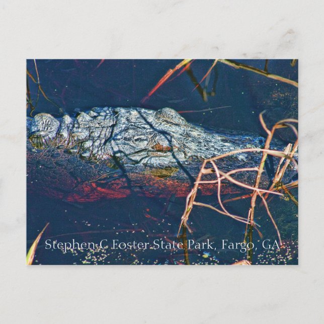 Carte Postale Stephen C Foster State Park, Gator (Devant)