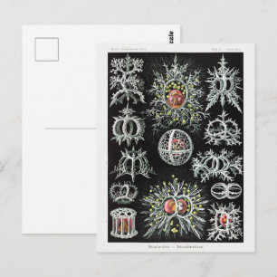 Carte Postale Stephoidea–Ringelstrahlinge   Ernst Haeckel  
