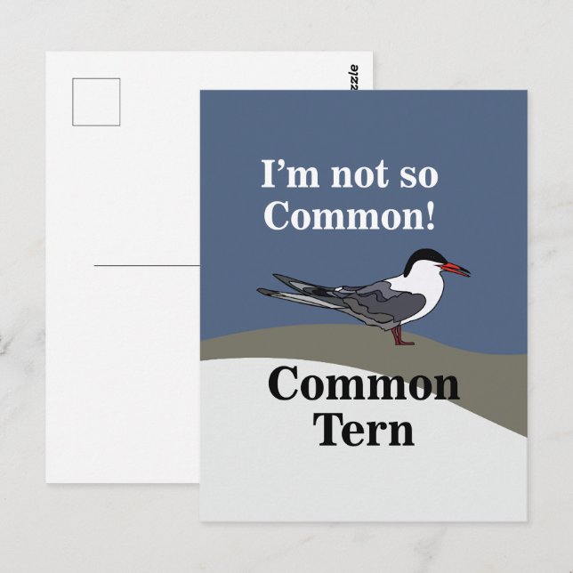 Carte Postale Sterne commune Oiseau de mer Oiseau Drôle (Devant / Derrière)