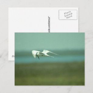 Carte postale - Sterne en vol
