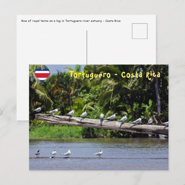 Carte Postale sternes royales, estuaire du fleuve Tortuguero - C (Devant / Derrière)