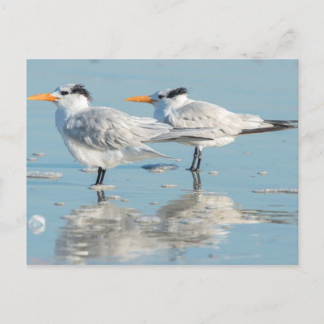 Carte Postale Sternes royales sur la plage (Devant)