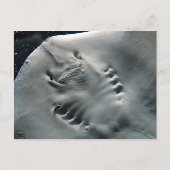 Carte Postale Stingray (Devant)