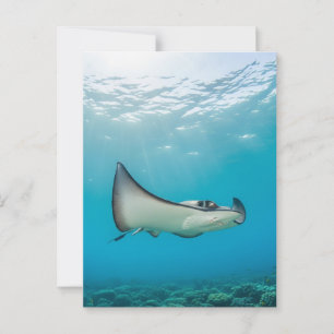 Carte Postale Stingray à Grand Cayman Travel