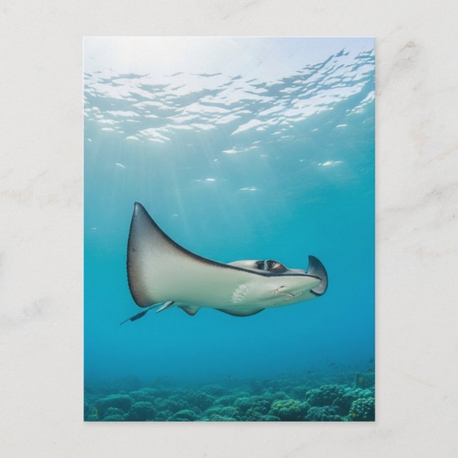 Carte Postale Stingray à Grand Cayman Travel (Devant)