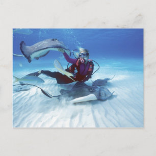 Carte Postale Stingray City, Grand Cayman, îles Caïmans,