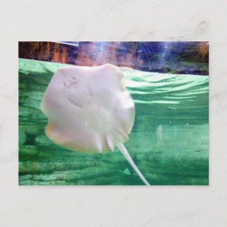 Carte Postale Stingray 'Face', Dubaï