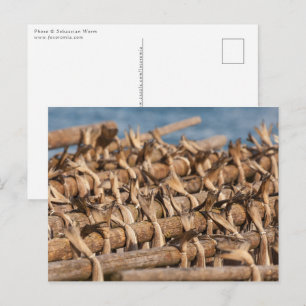 Carte Postale Stockfish Lofoten