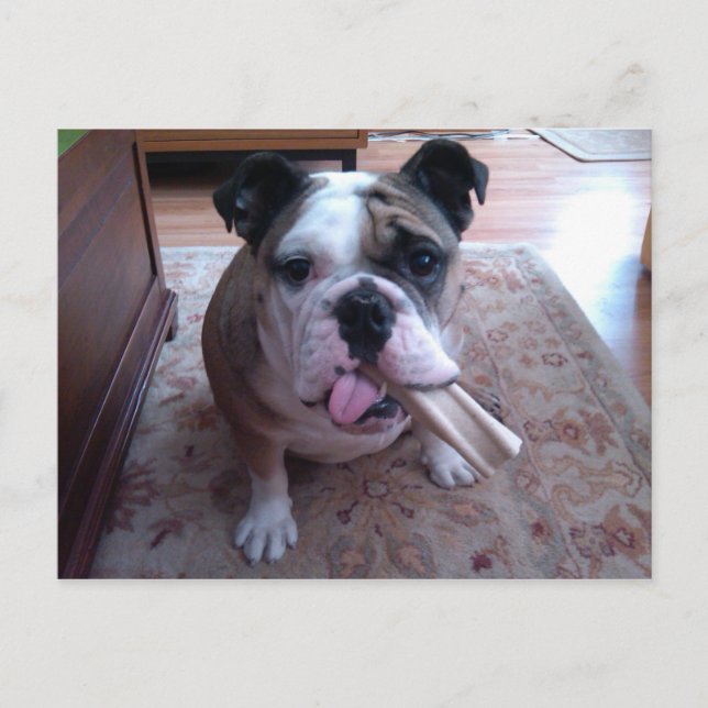 Carte Postale Stogie (Devant)