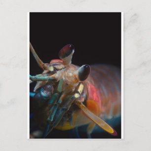 Carte Postale Stomatopod (crevettes de Mantis)