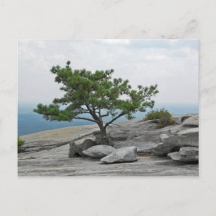 Carte Postale Stone Mountain Tree Stone Mountain Georgia 2