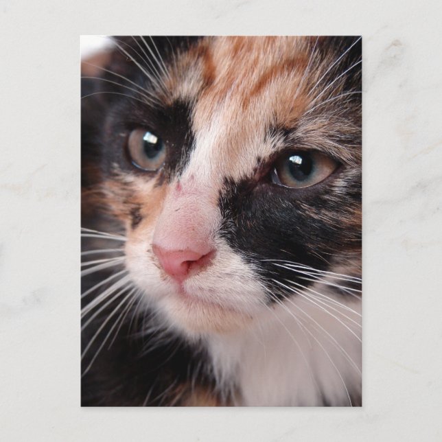 Carte Postale Stray Kitten (Devant)