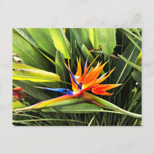 Carte Postale Strelitzia Reginae