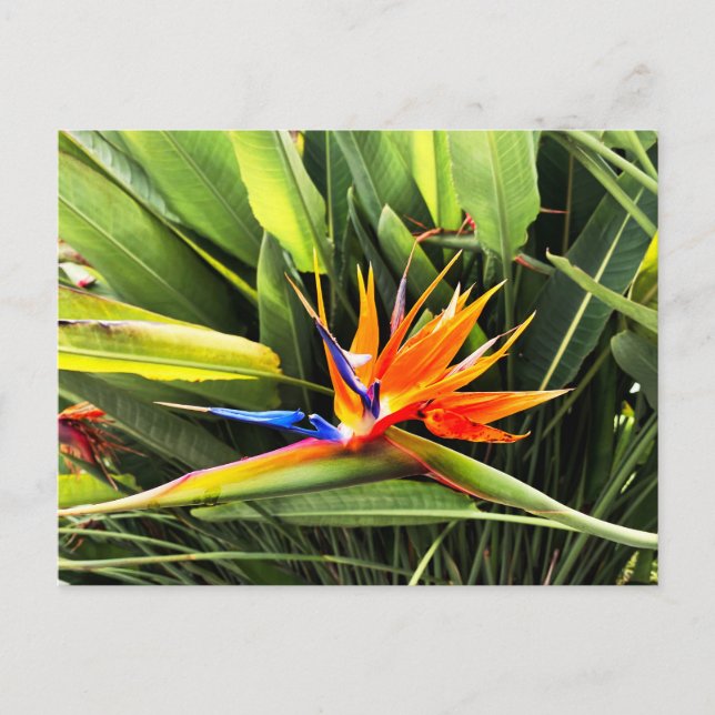 Carte Postale Strelitzia Reginae (Devant)