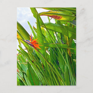 Carte Postale Strelitzia Reginae & Feuilles