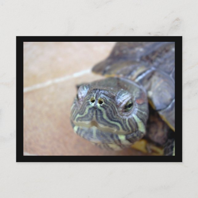 Carte Postale Strelka closeup (Devant)