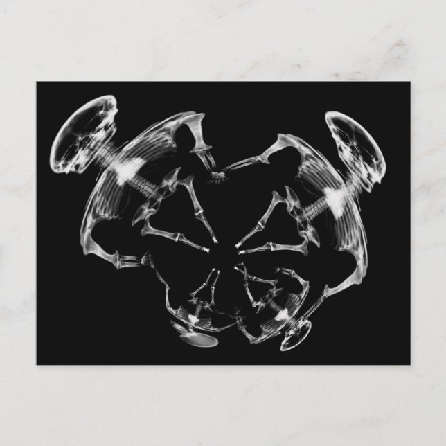 Carte Postale Stretched X-Ray Skeleton Family B&W (Devant)