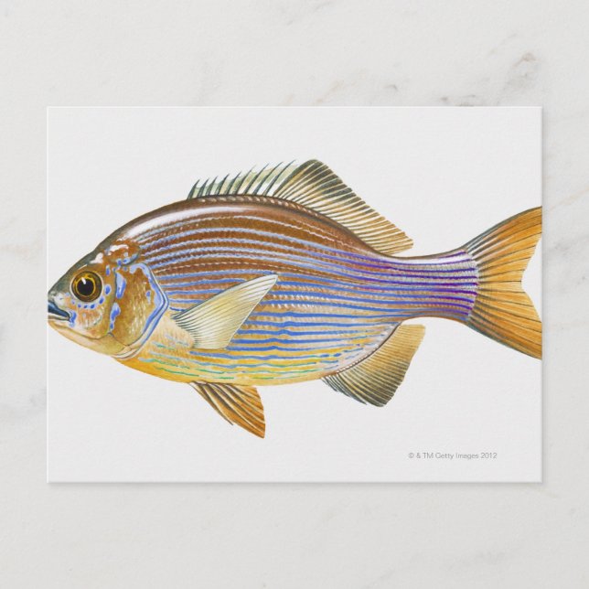 Carte Postale Striped Seaperch (Devant)