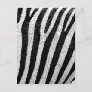 Carte Postale Stripes de cheveux Zèbre noir et blanc