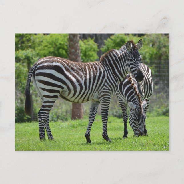 Carte Postale Stripes go with Everything! (Devant)