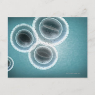 Carte Postale Structure de la SARM