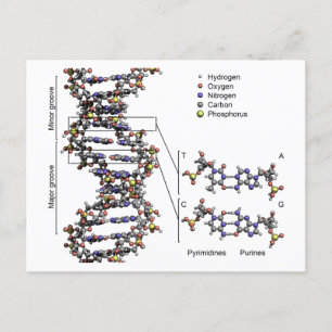 Carte Postale Structure de l'ADN Diagramme des bases acides déso