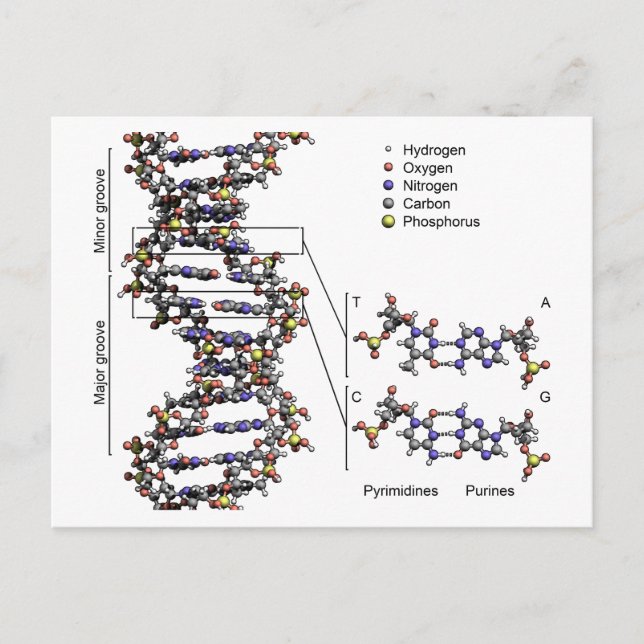 Carte Postale Structure de l'ADN Diagramme des bases acides déso (Devant)