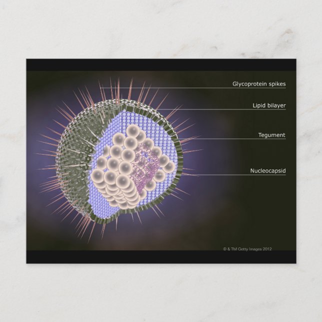 Carte Postale Structure du virus Herpes (Devant)