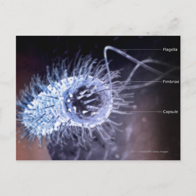Carte Postale Structure d'une cellule héliobacter pylori (Devant)