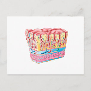 Carte Postale Structure Et Couches Anatomiques Du Mur D'Estomac