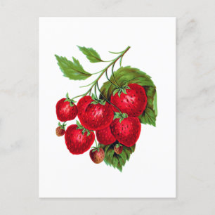 Carte Postale Strwberry Berries Fruit Botanical Postcard
