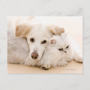 Carte Postale Studio photo de chat et chien