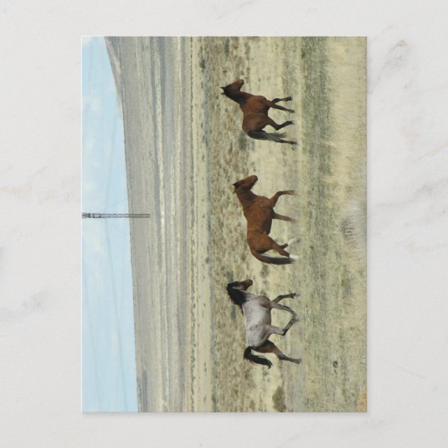 Carte Postale Studs Wild Hore (Devant)