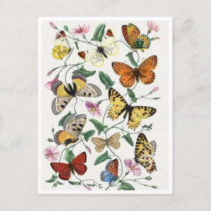 Carte Postale Study of Diurnal butterflies by Paul Gervais