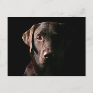 Carte Postale Stunning Chocolate Labrador