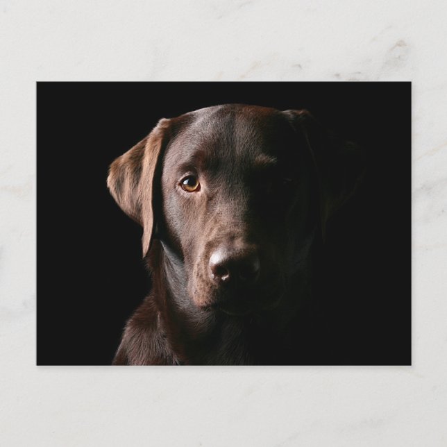 Carte Postale Stunning Chocolate Labrador (Devant)
