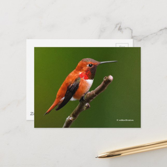 Carte Postale Stunning Ruf Hummingbird on the Cherry Tree (Devant/Arrière en situation)