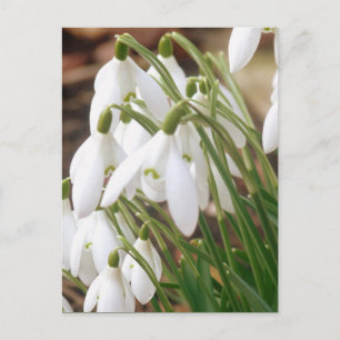 Carte Postale Stunning Spring Snowdrops
