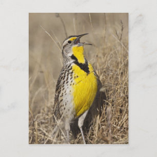 Carte Postale Sturnelle de l'Ouest (Strunella neglecta)