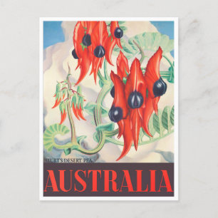 Carte Postale Sturt Desert Pea Australie voyage vintage