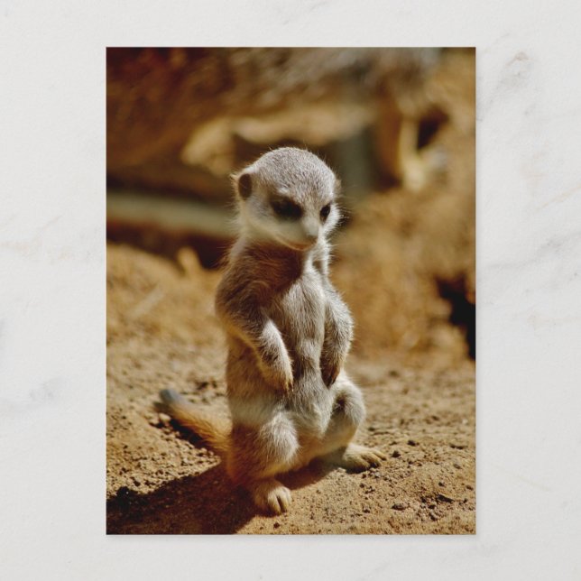 Carte Postale Style Meerkat (Devant)