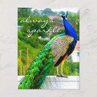 Stylish Blue Green Peacock photo toujours étincela